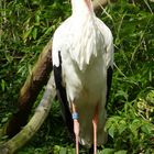 Storch im Kölner Zoo