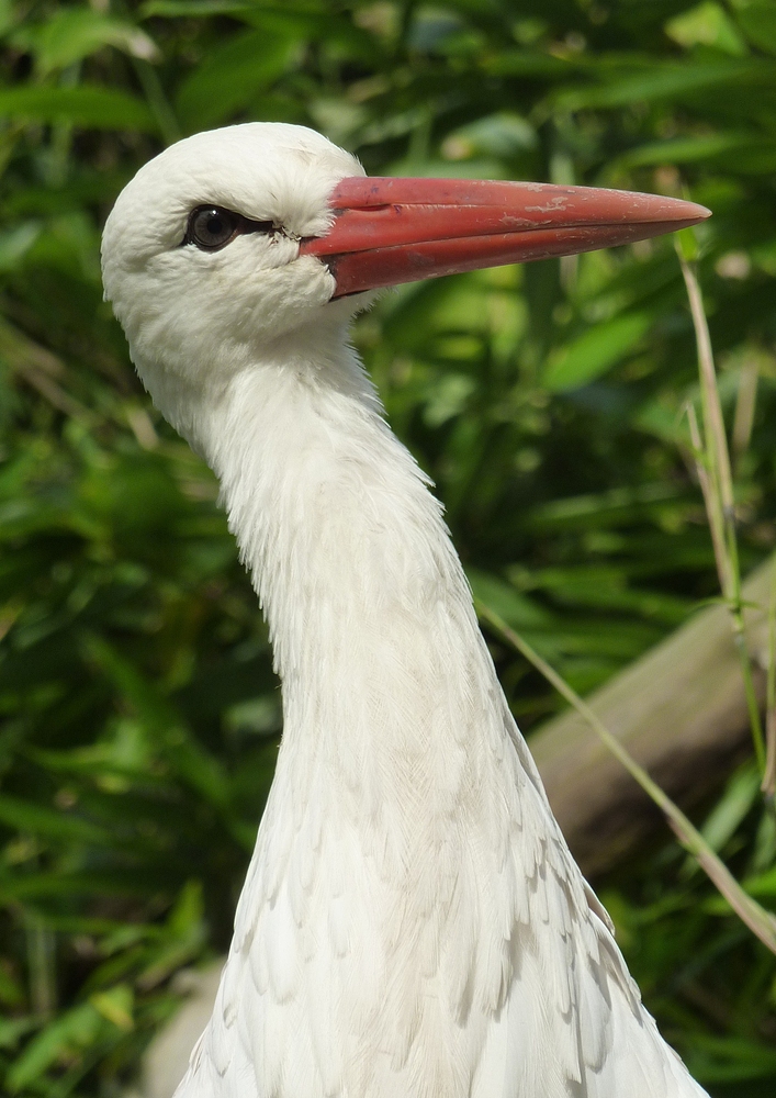 Storch im Kölner Zoo