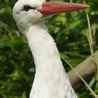 Storch im Kölner Zoo