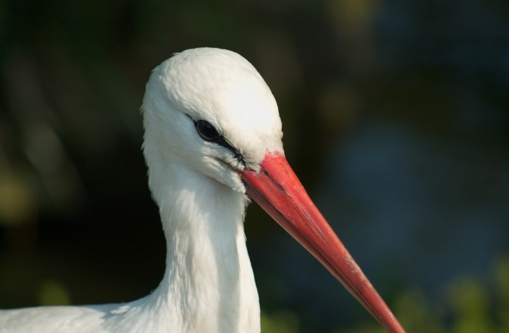 Storch im Kölner Zoo