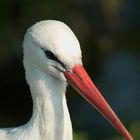 Storch im Kölner Zoo