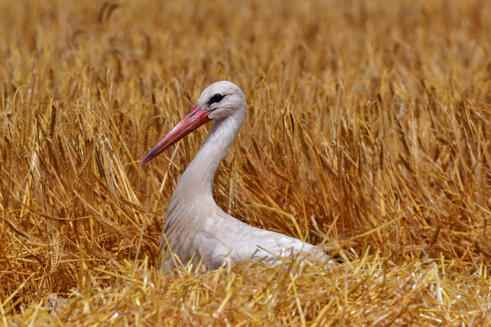 Storch im Kornfeld