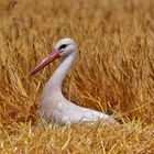 Storch im Kornfeld