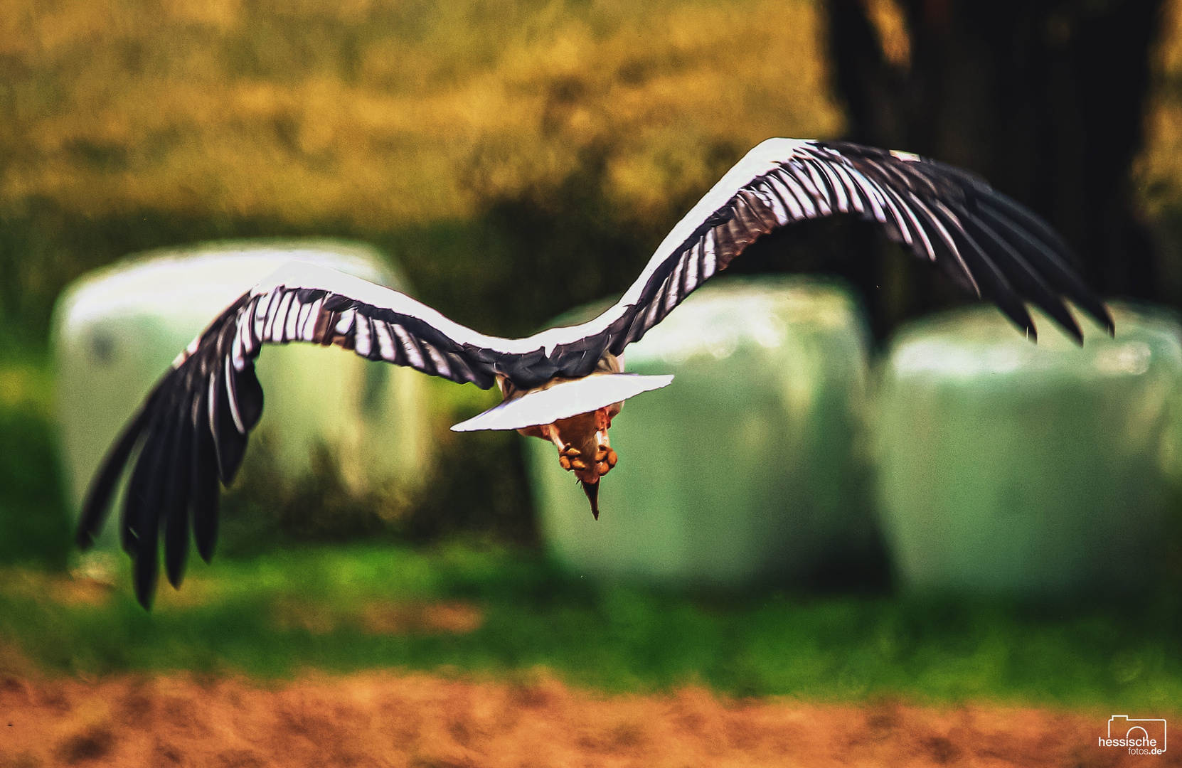 Storch im Lande Anflug