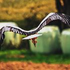 Storch im Lande Anflug