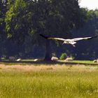 Storch im Landeanflug