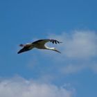 Storch im Landeanflug