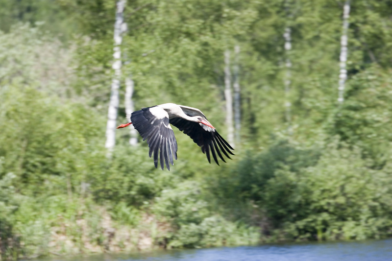 Storch im Landeanflug