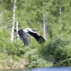 Storch im Landeanflug