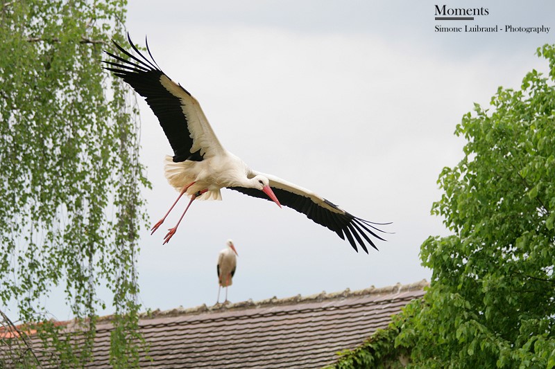 Storch im Landeanflug