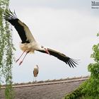 Storch im Landeanflug