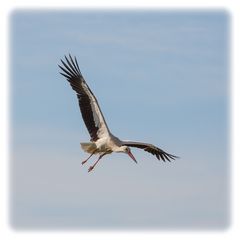 Storch im Landeanflug