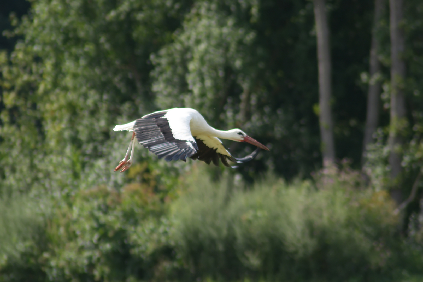 Storch im Landeanflug