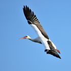 Storch im Landeanflug