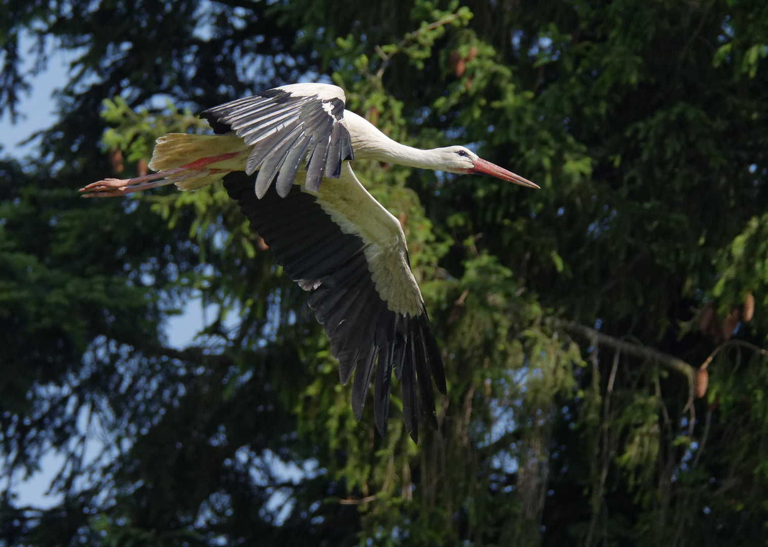 Storch im Landeanflug