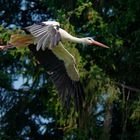 Storch im Landeanflug