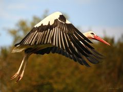 Storch im Landeanflug