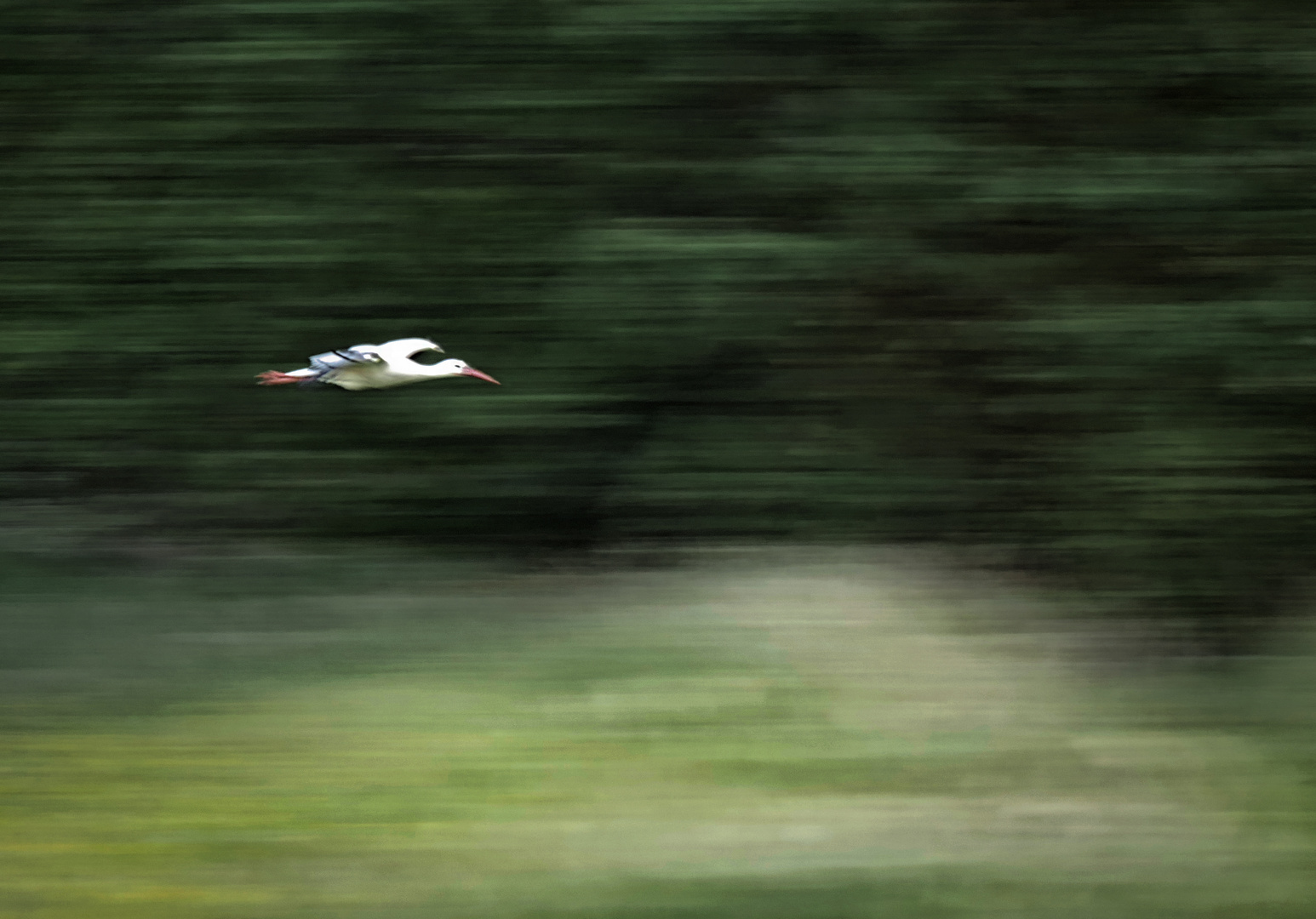 Storch im Landeanflug