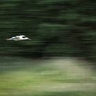 Storch im Landeanflug