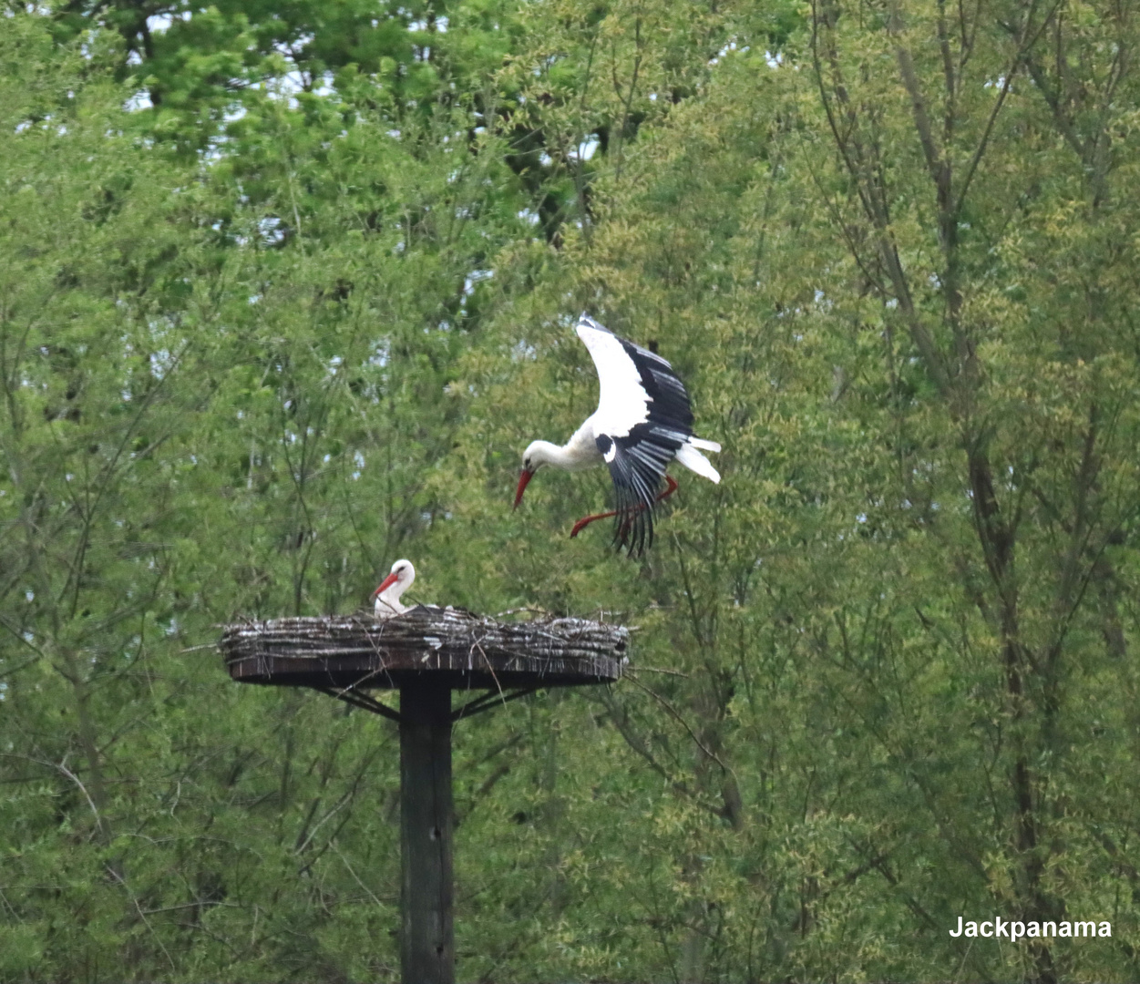 Storch im Landeanflug auf das Nest