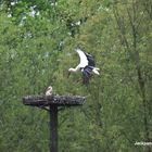 Storch im Landeanflug auf das Nest