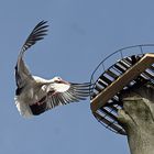 Storch im Landeanflug