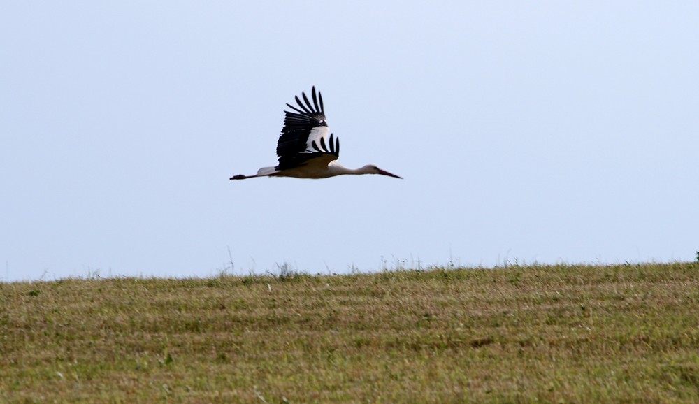 Storch im Landeanflug