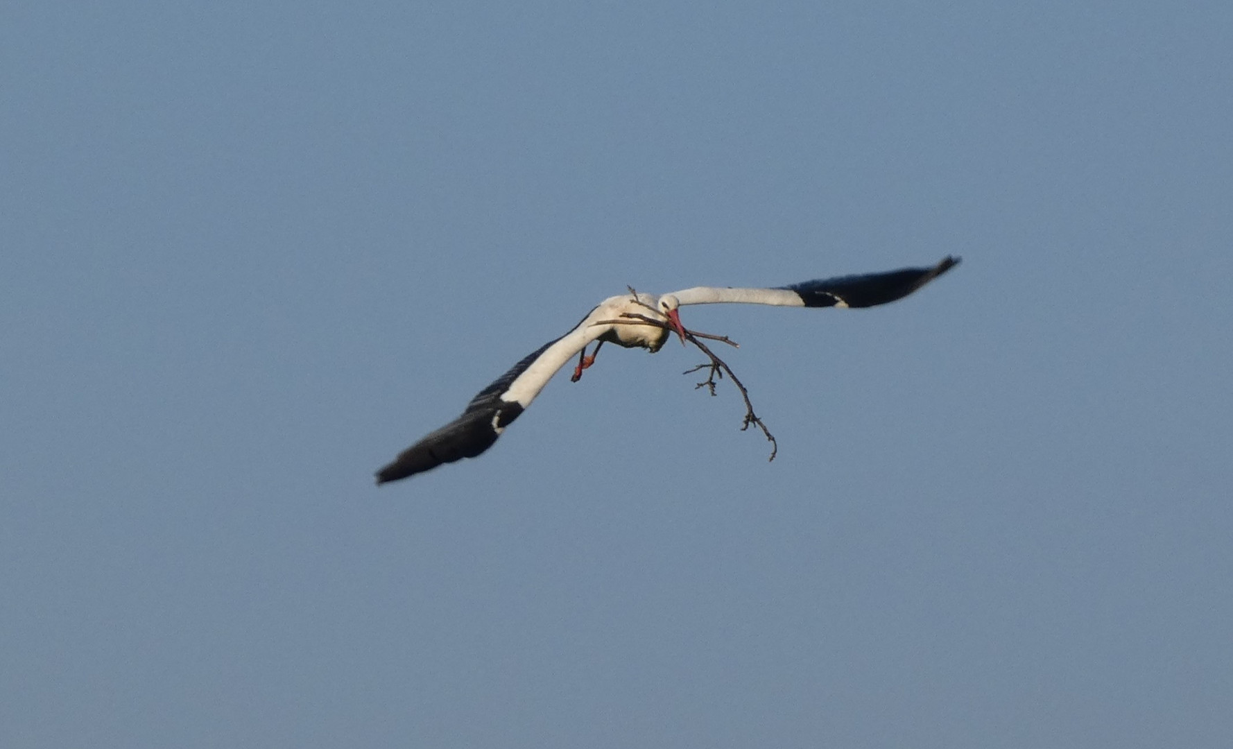 Storch im Landeanflug