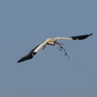 Storch im Landeanflug