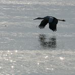 Storch im Landeanflug