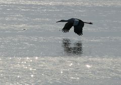 Storch im Landeanflug