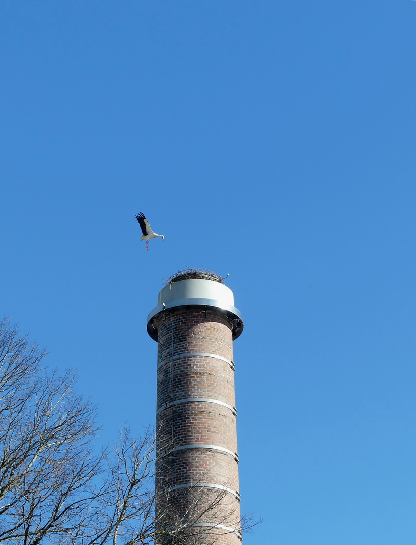 Storch im Landeanflug