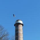 Storch im Landeanflug