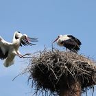 Storch im Landeanflug!