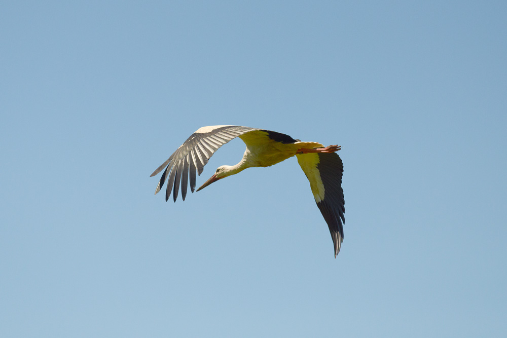 Storch im Landeanflug - Eleganz pur