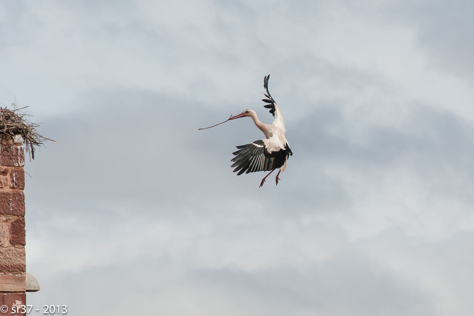 Storch im Landeanflug in Silves, Algarve, Portugal