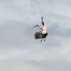 Storch im Landeanflug in Silves, Algarve, Portugal