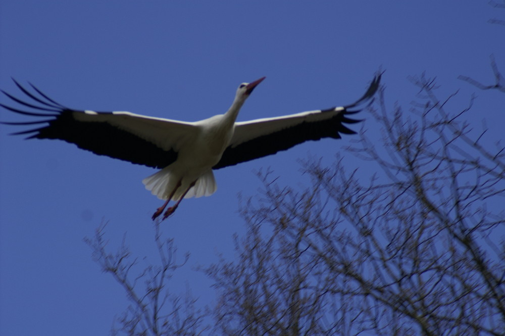 Storch im Landeanflug zu seinem Horst