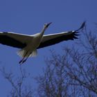 Storch im Landeanflug zu seinem Horst