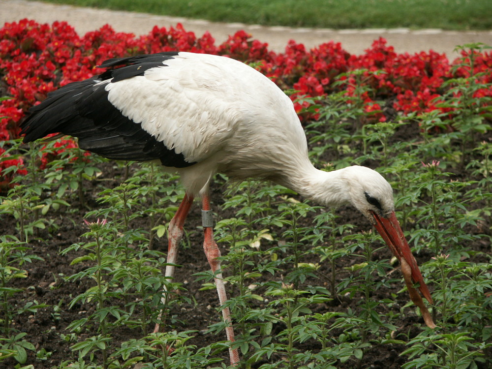 Storch im Luisenpark