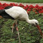 Storch im Luisenpark