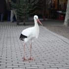 Storch im Luisenpark Mannheim