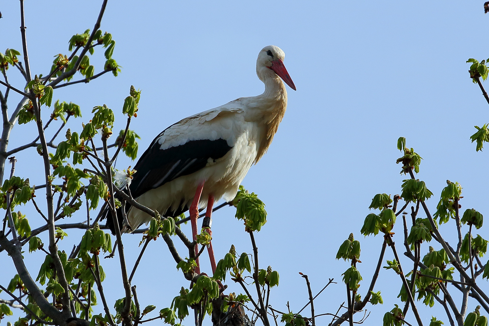 Storch im Luisenpark Mannheim (I)