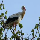 Storch im Luisenpark Mannheim (I)