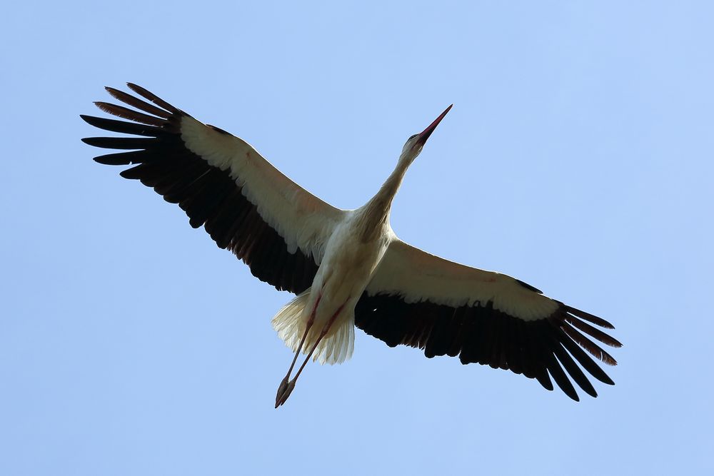 Storch im Luisenpark Mannheim (II)