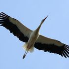 Storch im Luisenpark Mannheim (II)