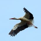 Storch im Luisenpark Mannheim (III)