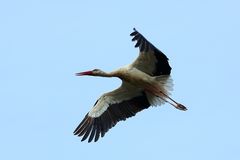 Storch im Luisenpark Mannheim (III)