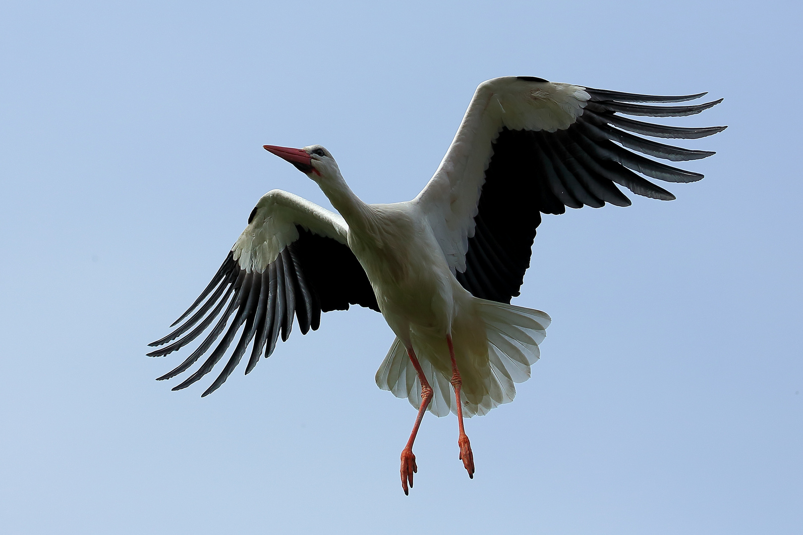 Storch im Luisenpark Mannheim (IV)