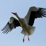 Storch im Luisenpark Mannheim (IV)